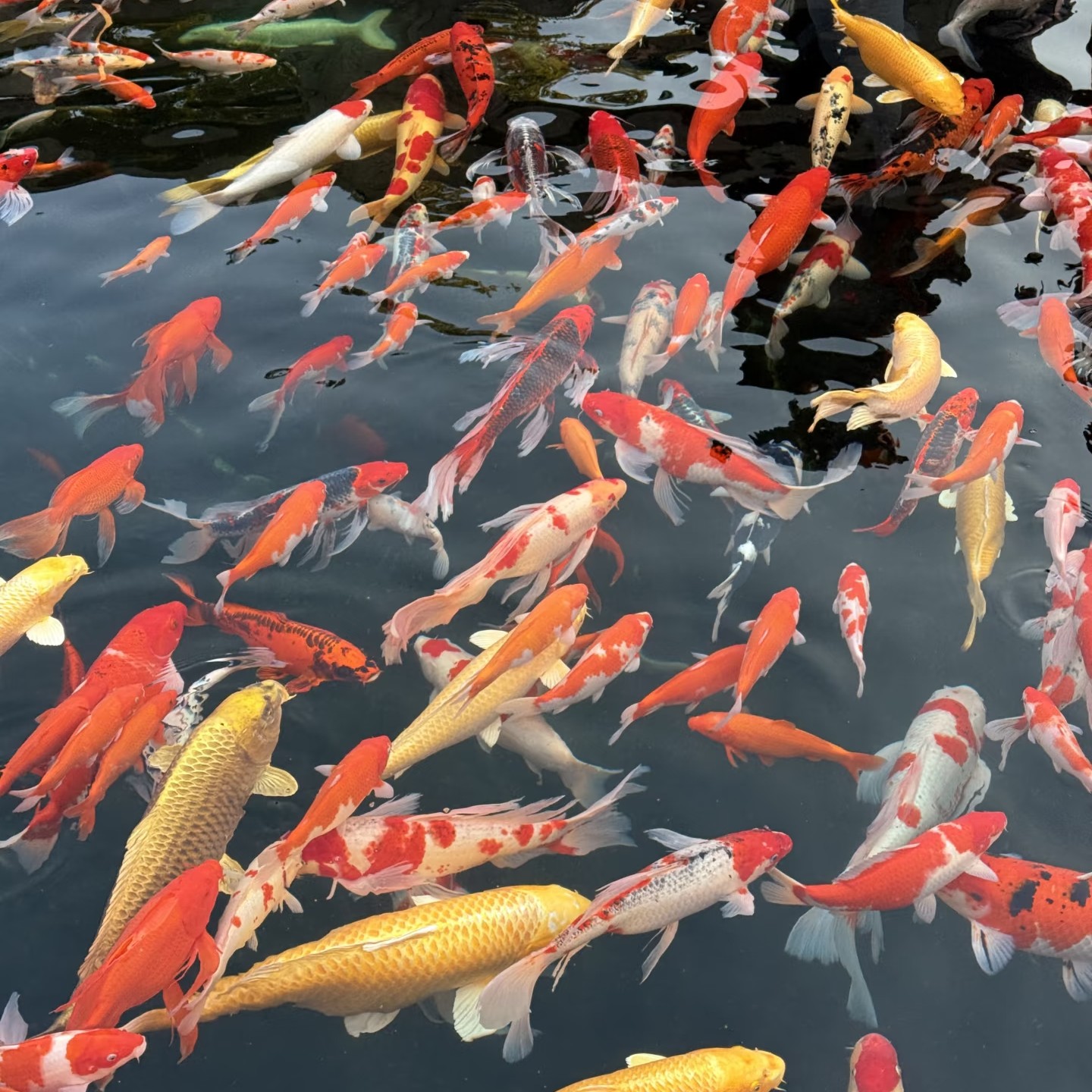 12cm-15cm锦鲤一条（自选）！血统锦鲤