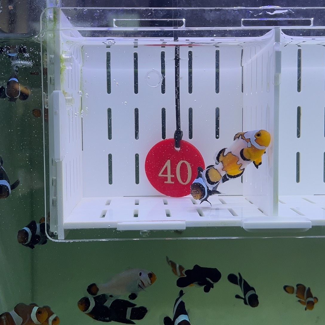 海水鱼黑冰配血印4-5厘米