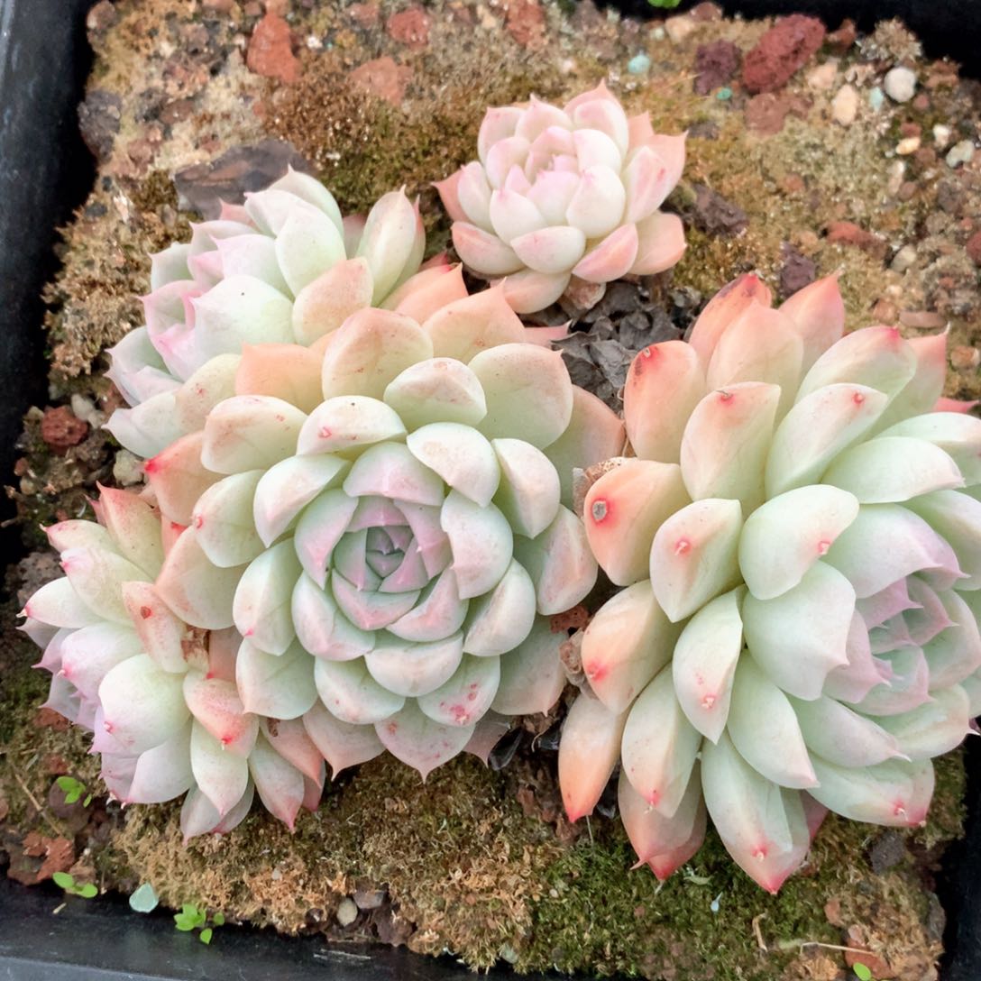 6423不包掉头整散不售后