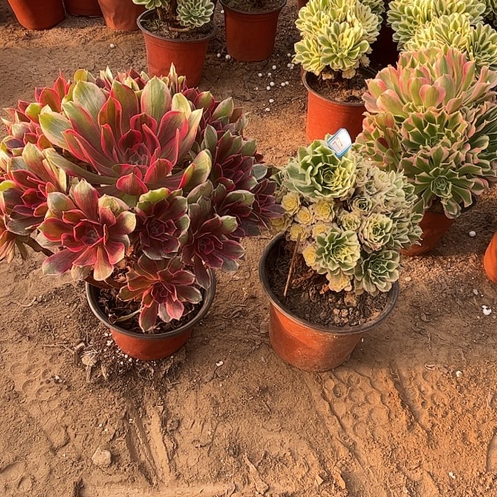 078多肉植物瑕疵特价，