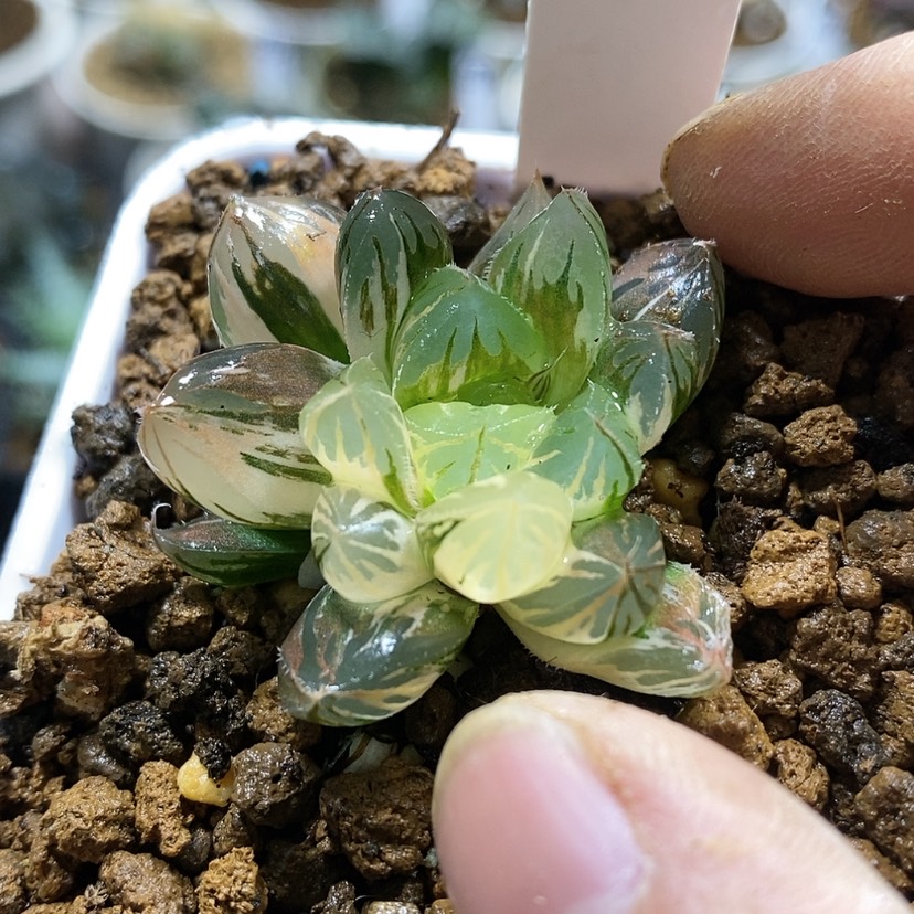 【闪购商品】348水晶灯