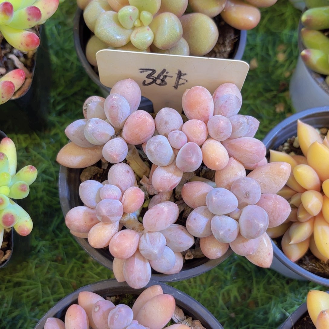 向***”云南金致家精品多肉