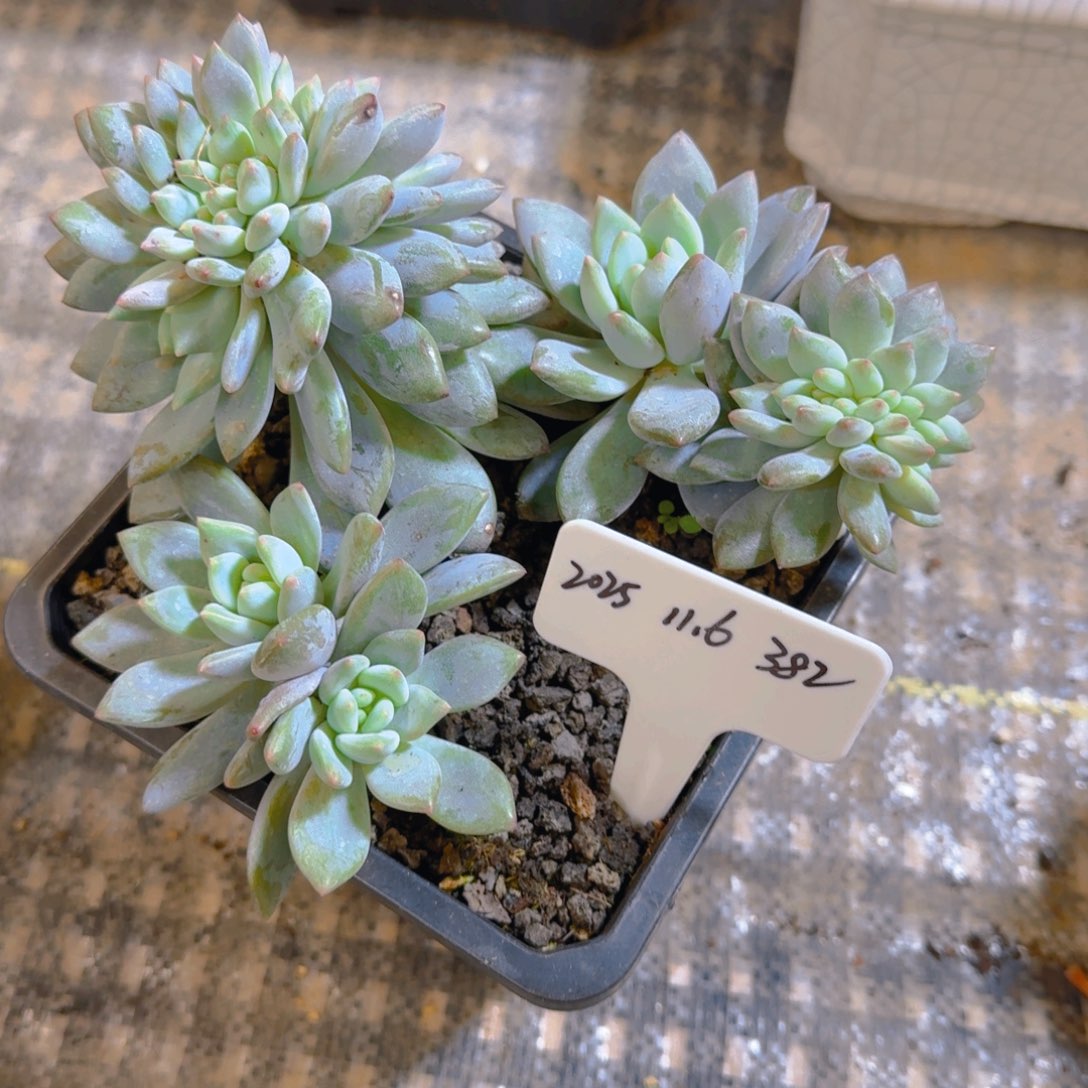 一物一拍半夏美人缀382