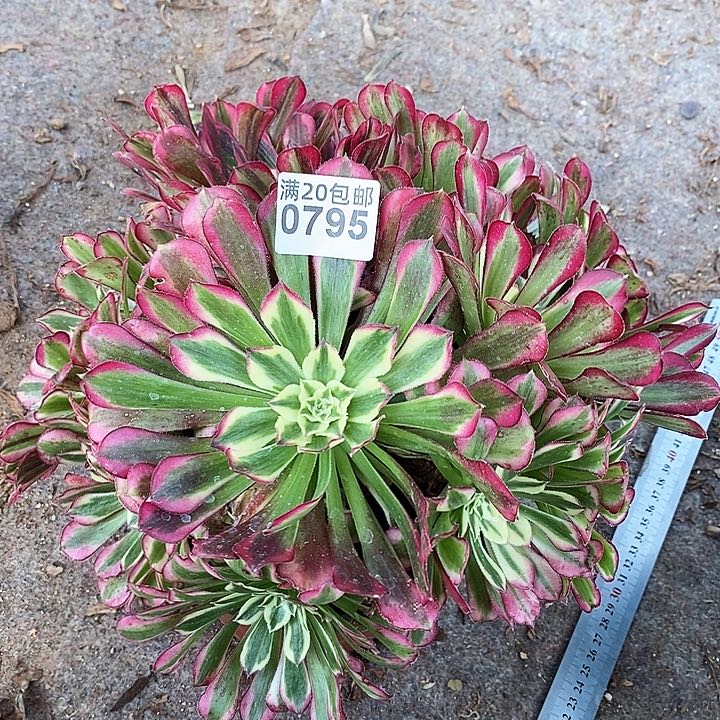 0795 一颗水墨年华法师