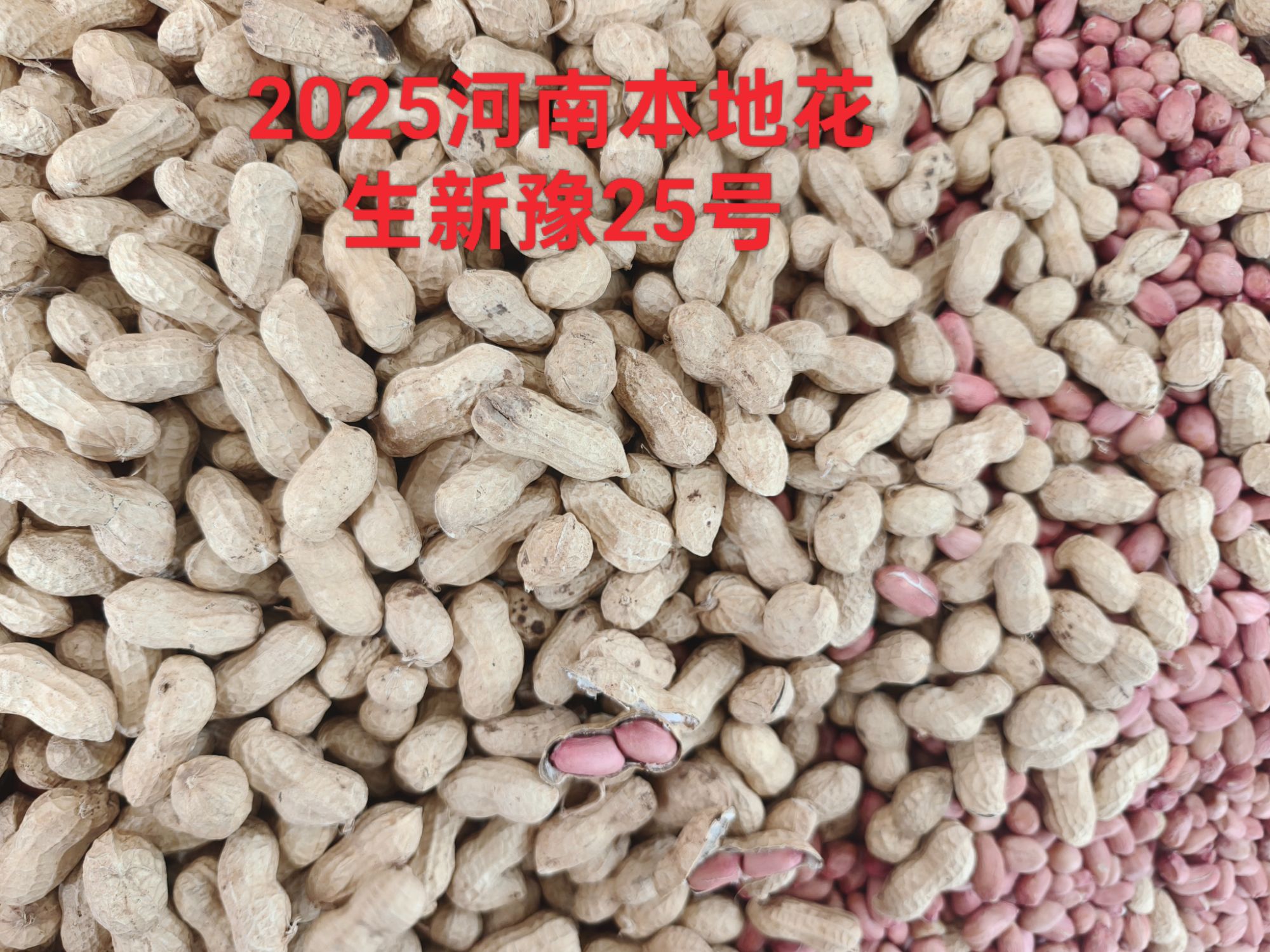 2025年河南本地大颗带壳干花生可吃可种可榨油