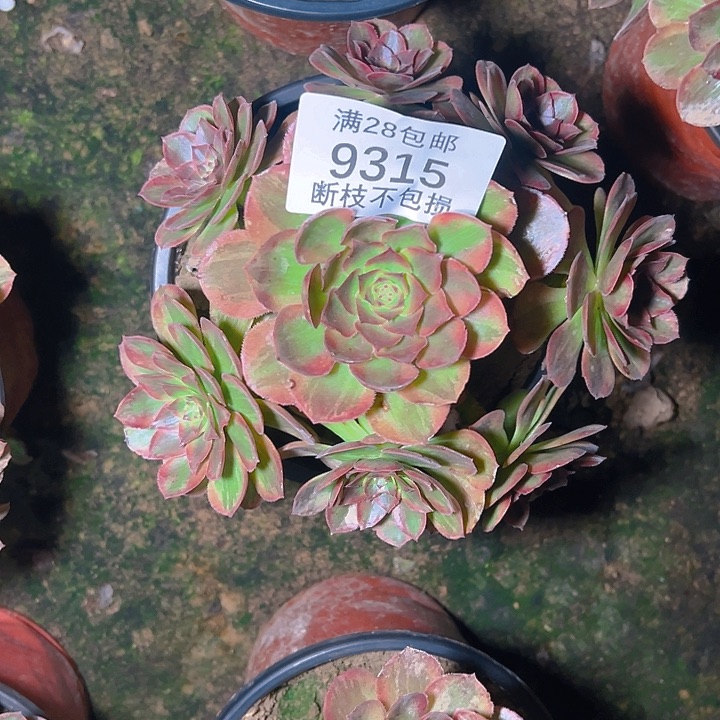 9315火狐多肉植物