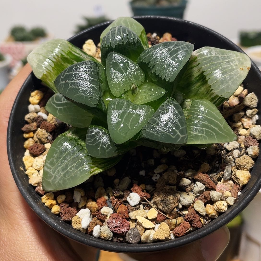 小***'直播间万象盆十方克