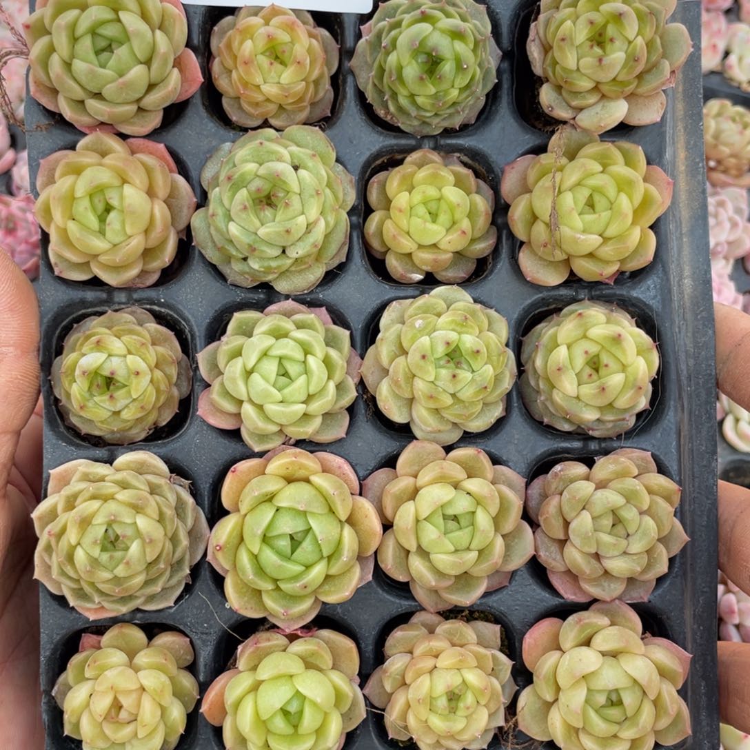 一物一拍20棵小苗1-112