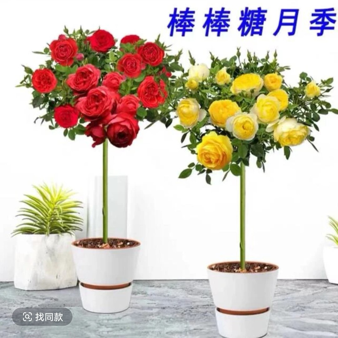 偏冠棒棒糖玫瑰花浓香多季开花阳台庭院盆栽修剪发不分品种