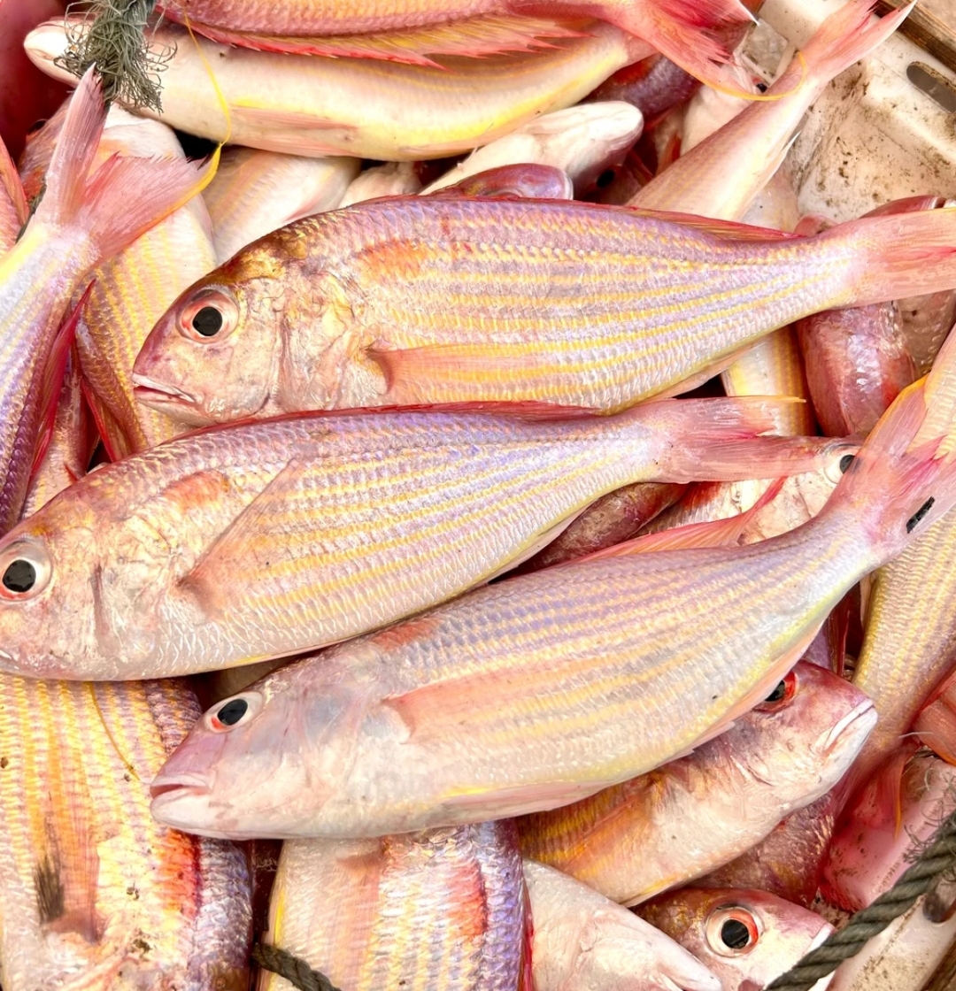 （正宗汕尾红头鱼）马宫本港原产地发货 不新鲜包赔