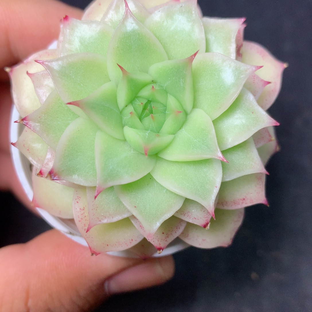【闪购商品】9 精品多肉一物一拍