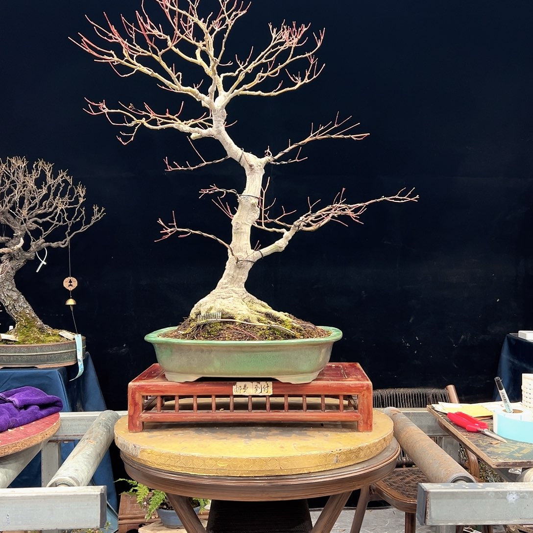 云***瑞无花朵进口山红叶