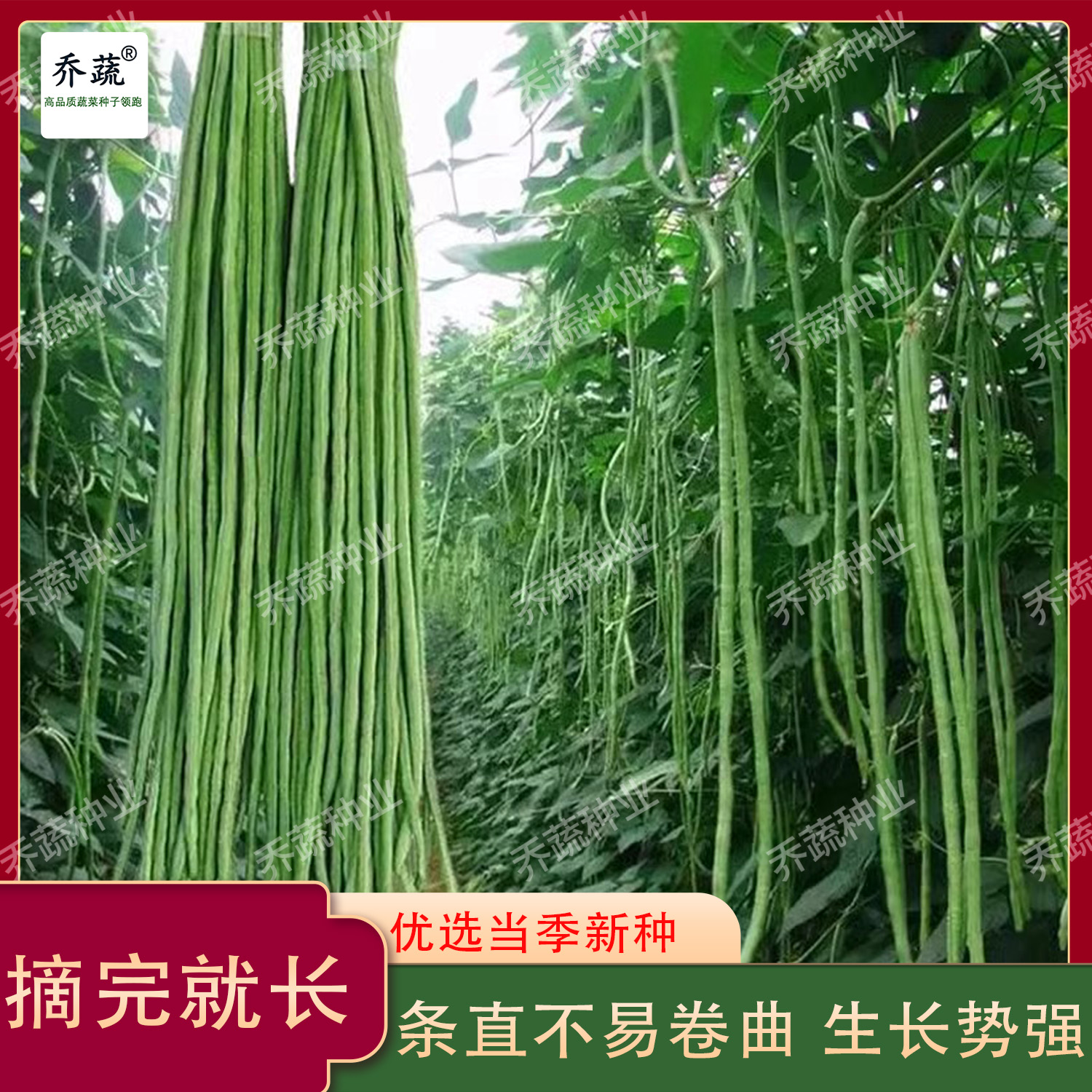 翻花王豇豆种子蔬菜种籽春秋季基地种植豆角种籽孑蔬菜种苗豆种