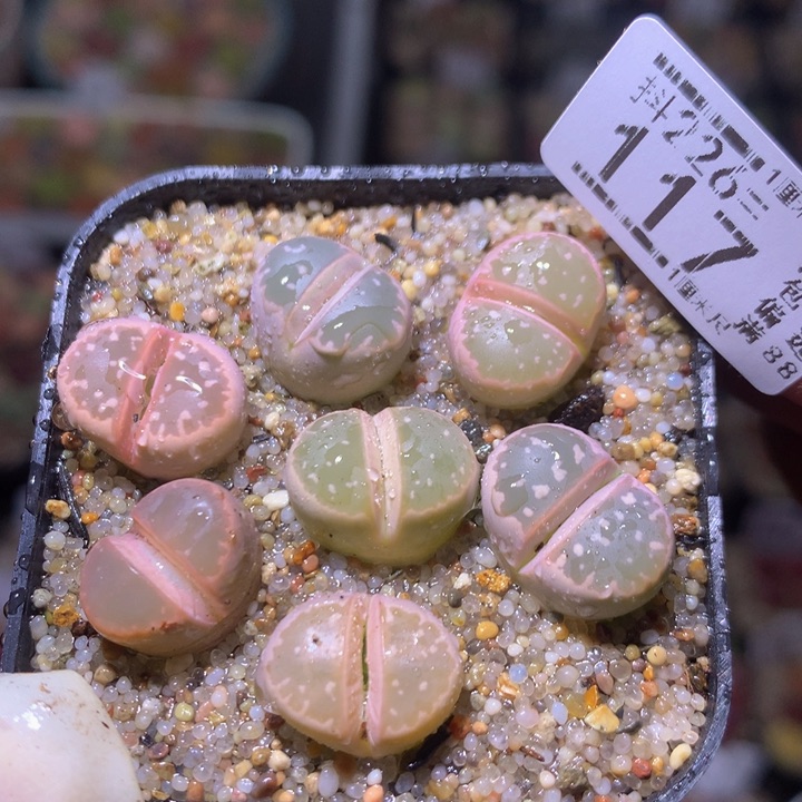 精品生石花226.117