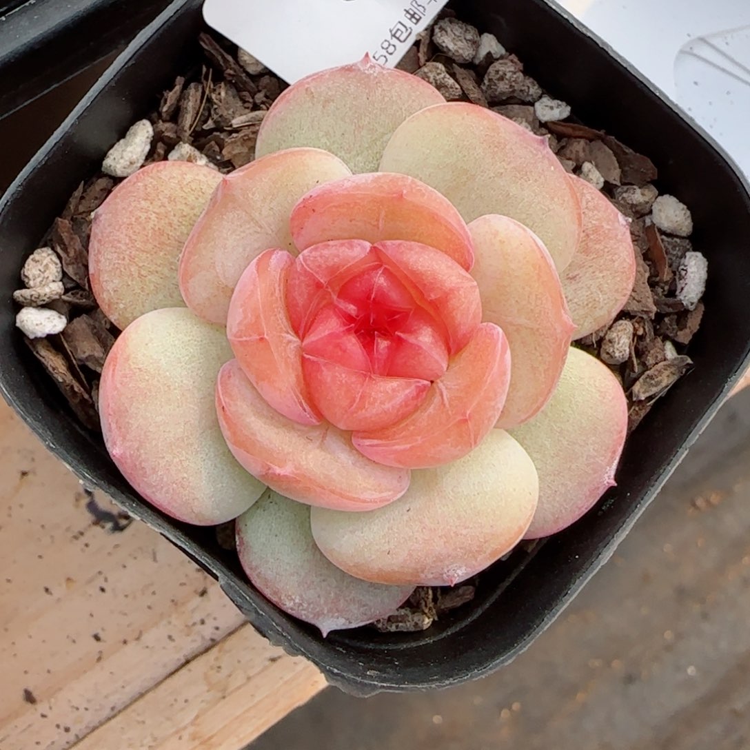 沉香，8973多肉植物