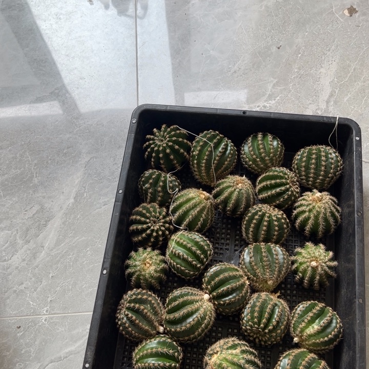 20发6个瑕疵球不标名