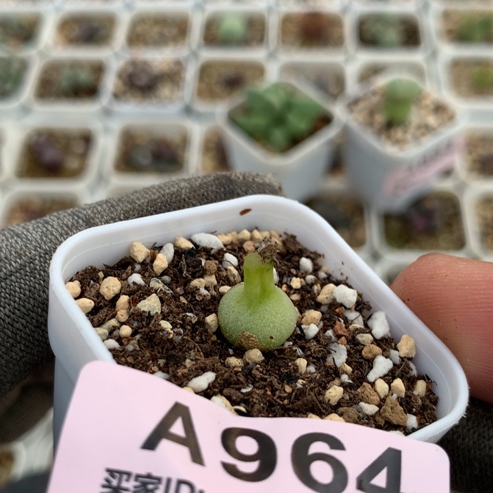 a964小葫芦母本一颗