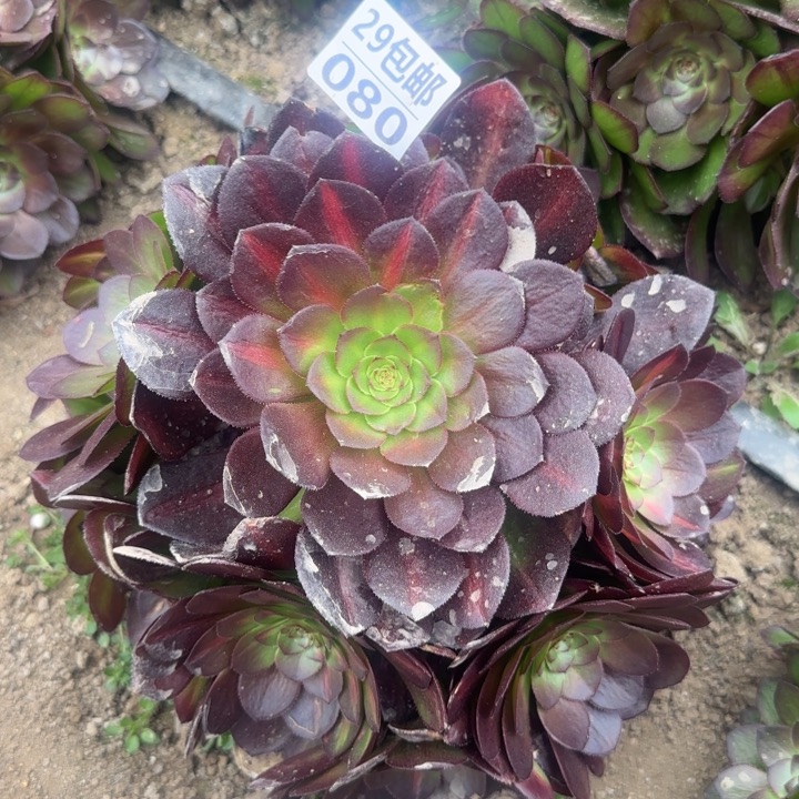 倾城中班……多肉植物的