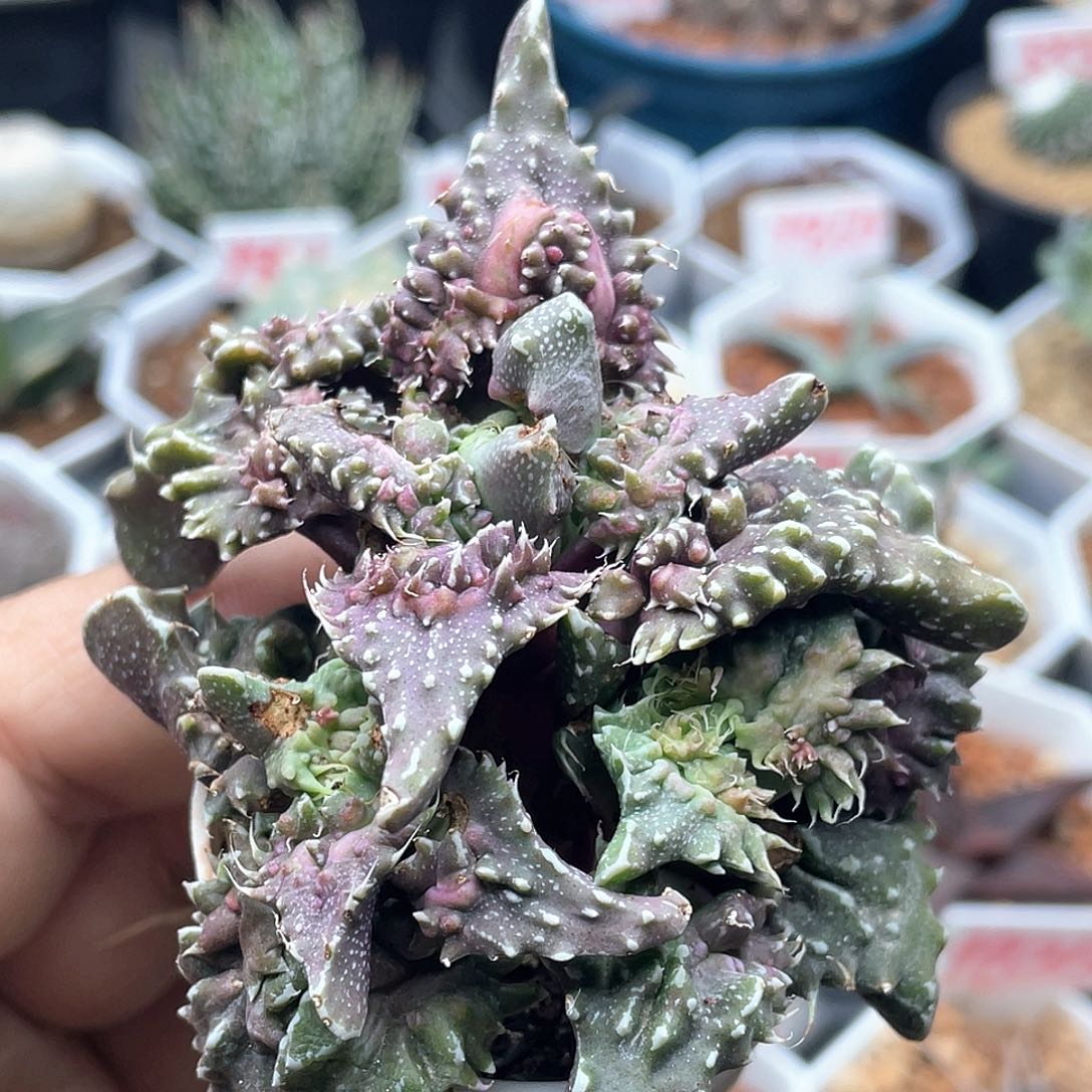 实生大尤狂澜怒涛 微瑕