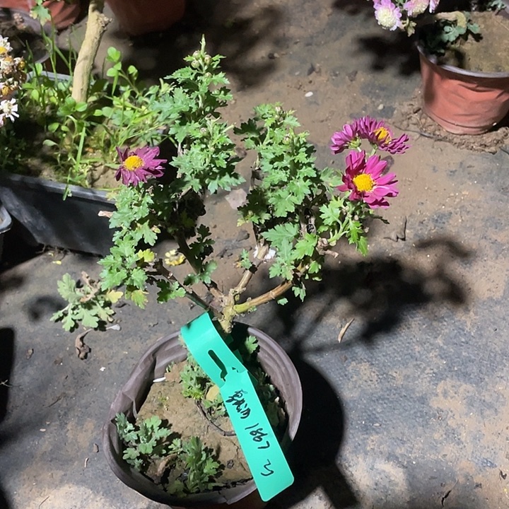 飘***渺25菊花菊花菊花菊花菊花