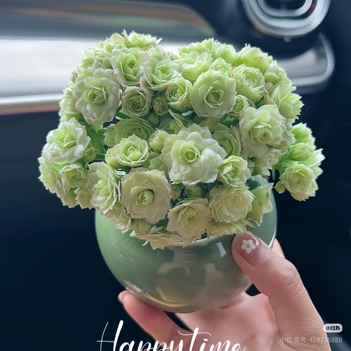 绿巴黎~120盆 【满两颗发货】重瓣大花绿色四季花卉盆栽