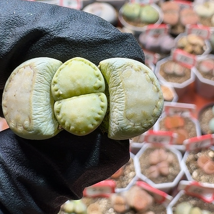 生石花223:：：。  281