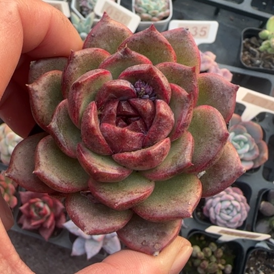 79紫水晶多肉植物多