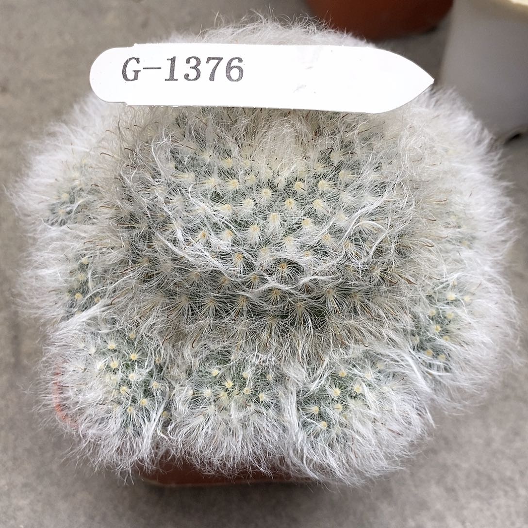 繁****G1376哈有转盘仙人球