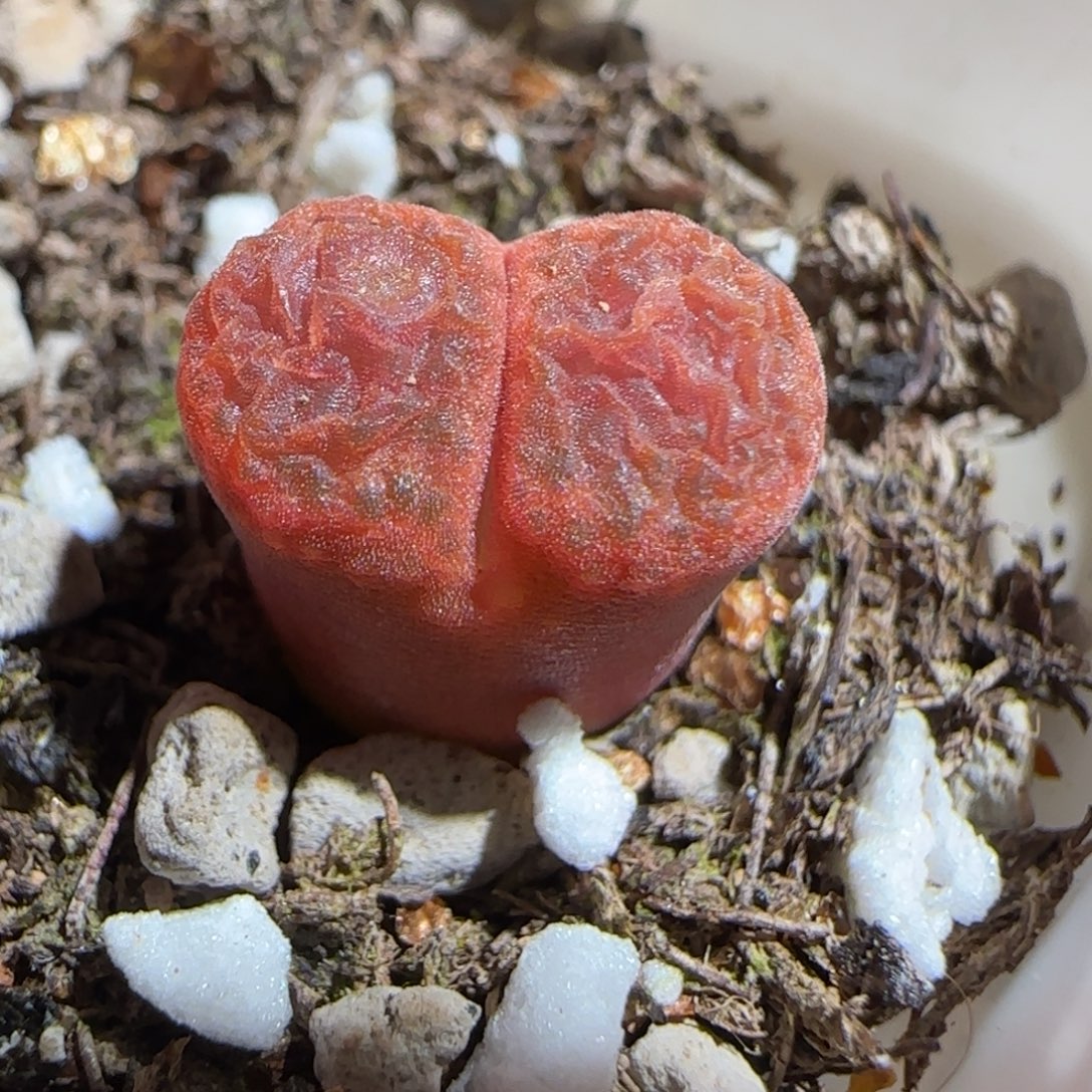 肉锥多肉植物组合-蛋糕239