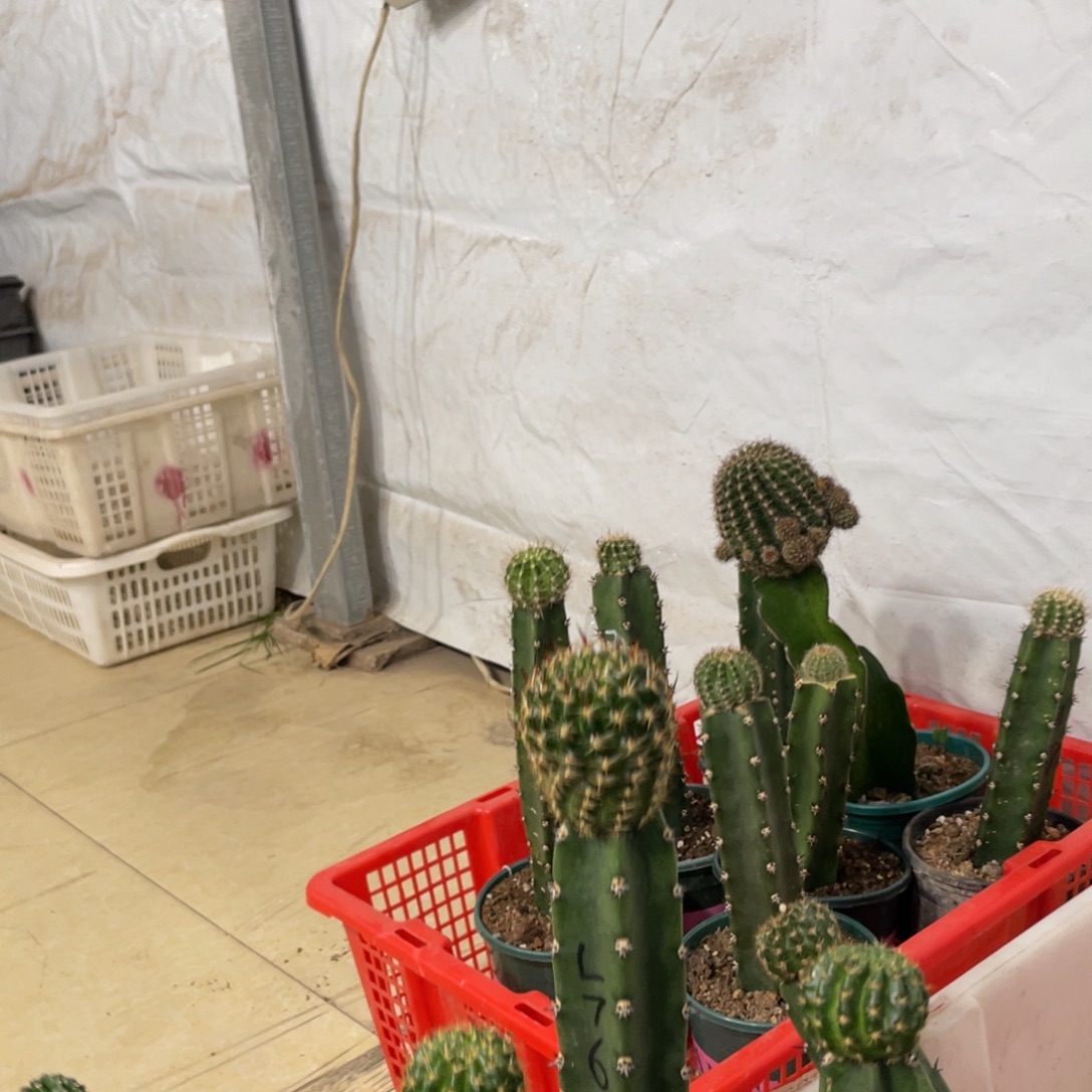 新品丽花L44袖铺母本