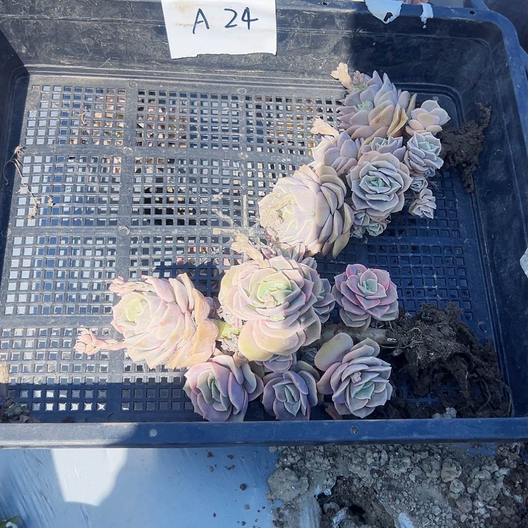 萌*a24不售后2颗可爱玫瑰