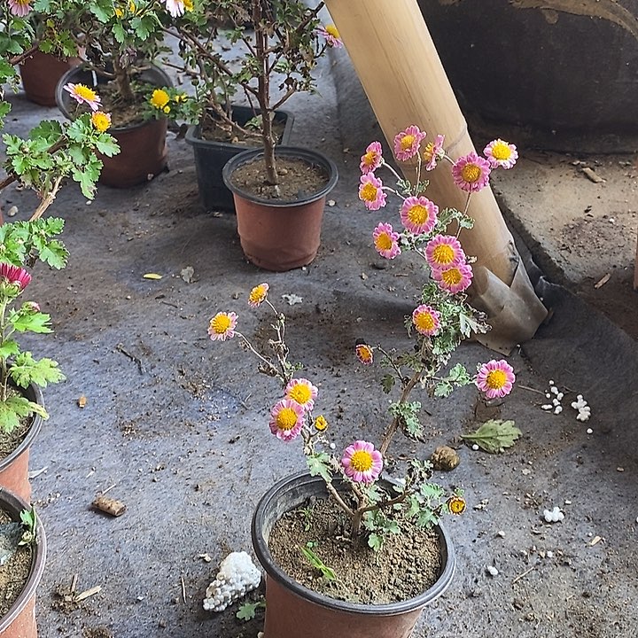 敬***年完全开放菊花盆景了