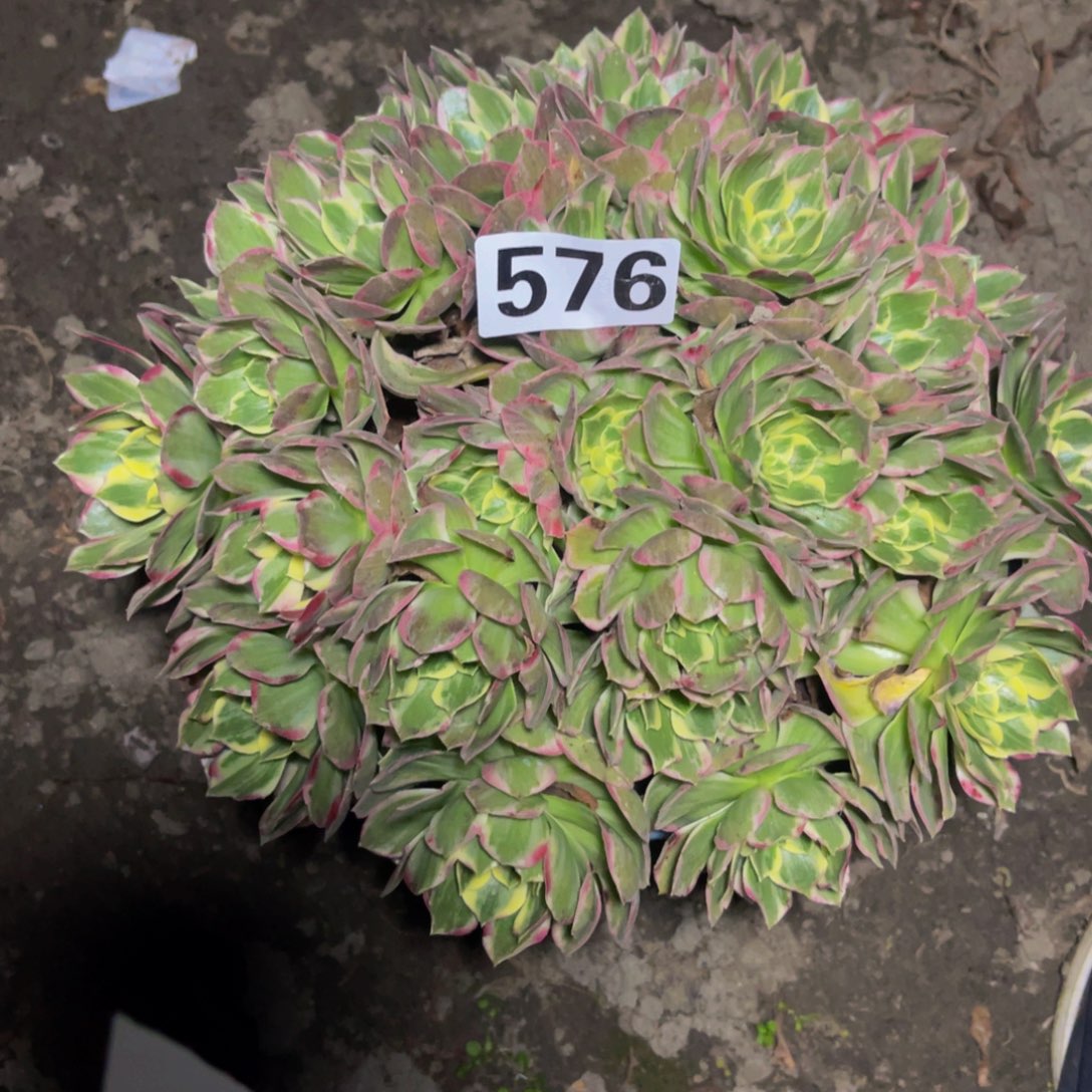 水蜜桃法师26—-16包邮