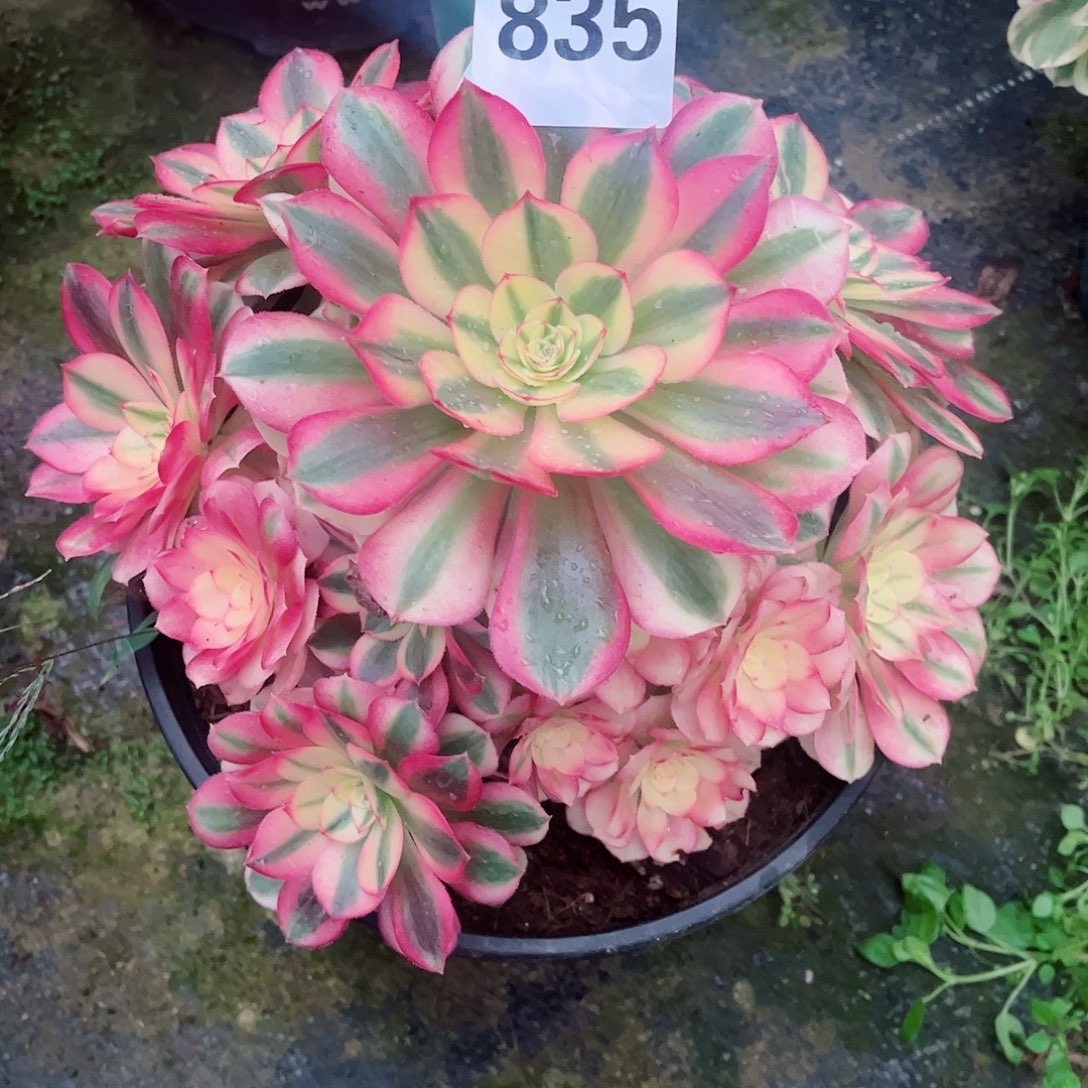 无花朵多肉植物倾城835