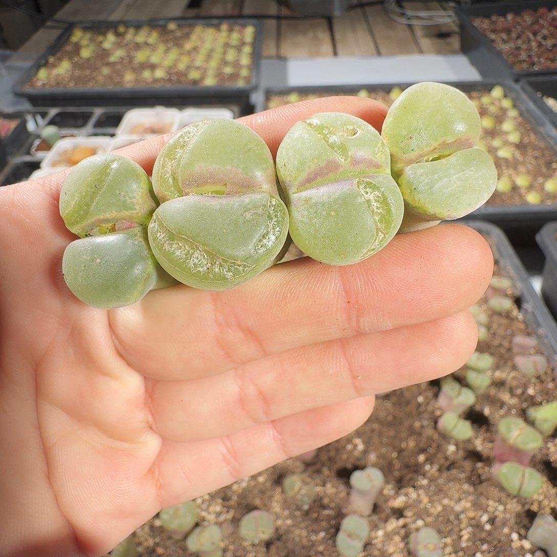 肖***叶多肉植物福利风铃一个月售后883