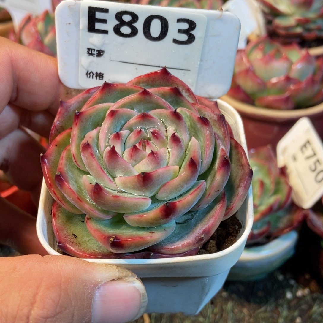 惊鸿一瞥803号楼