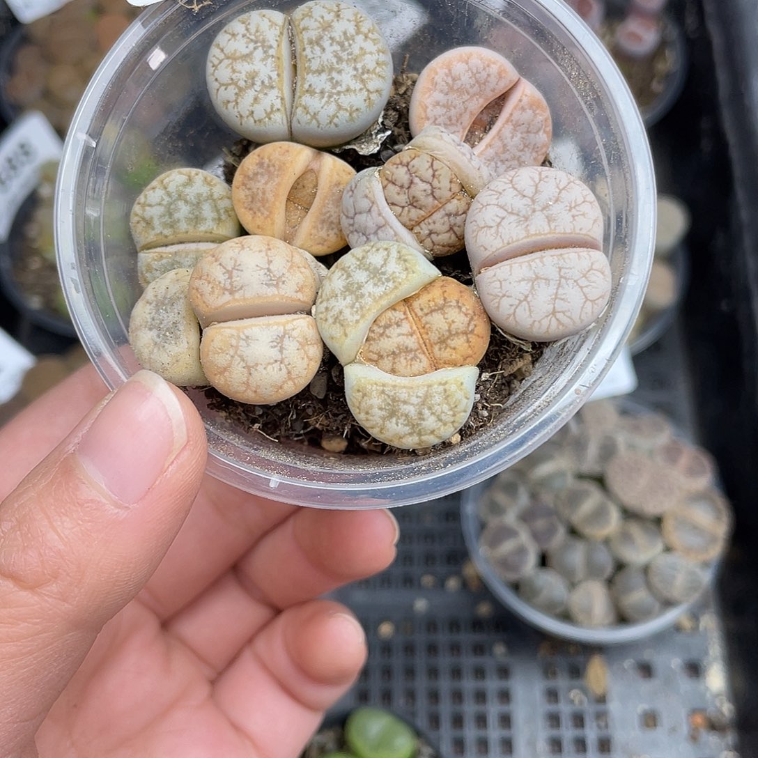 12500000花花花花花花花花