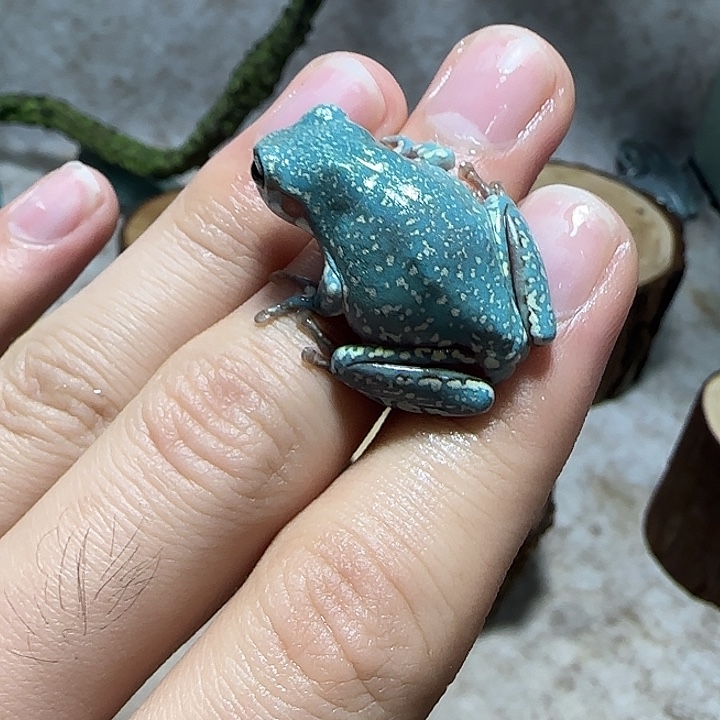 老爷树蛙6 魔鬼蓝暴雪