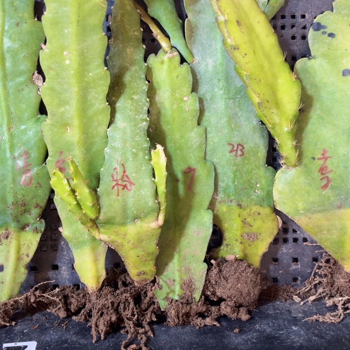 当前无花栽培后可以开花117