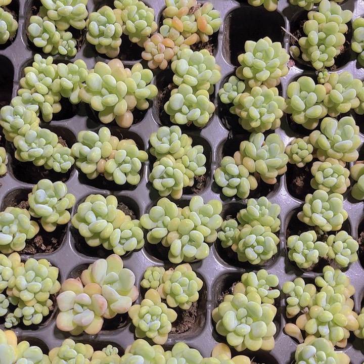 精品鱼子酱多肉植物