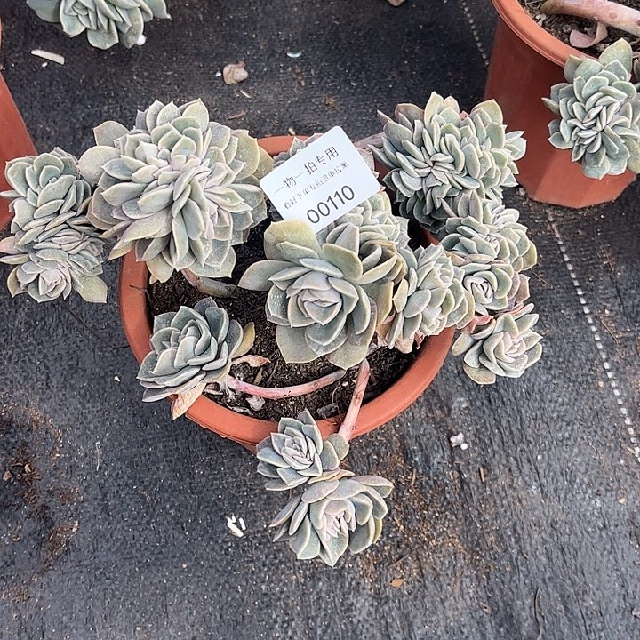 J***茵哈利沃森缀化，一物一拍