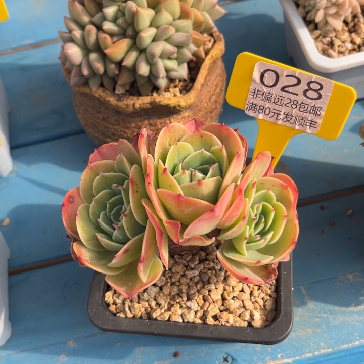 大028，vxbchvhvhbh