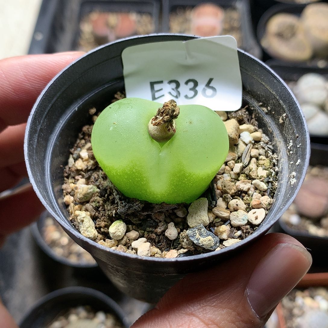 多****E336多肉植物保护