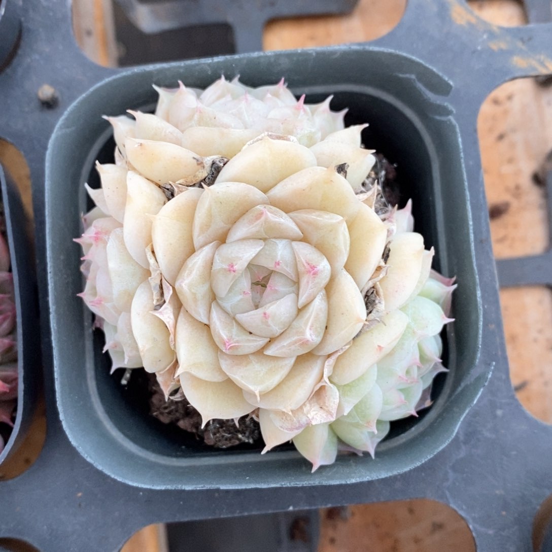 精品多肉一物一柏不包整334