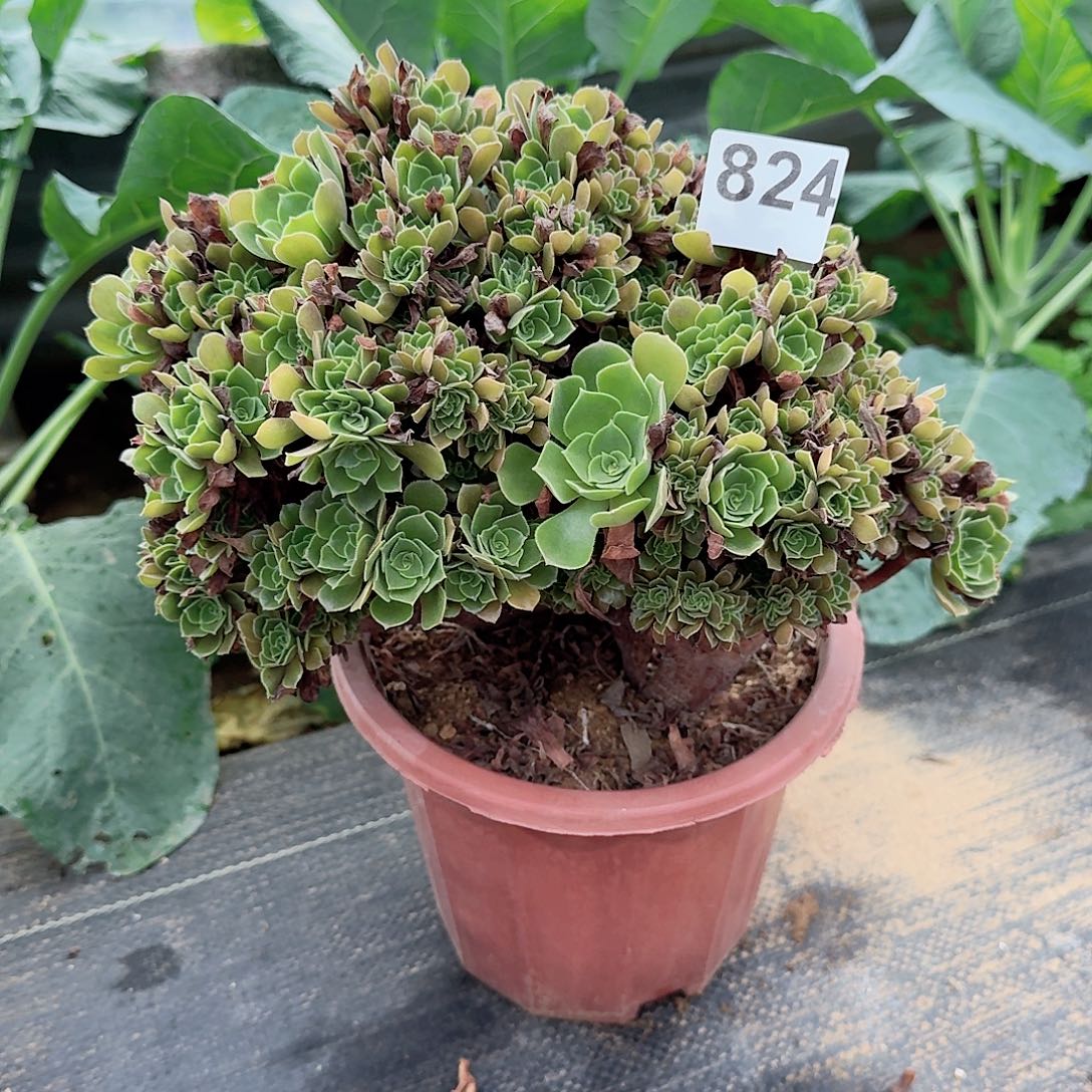 824玫瑰朵朵一颗满28包邮