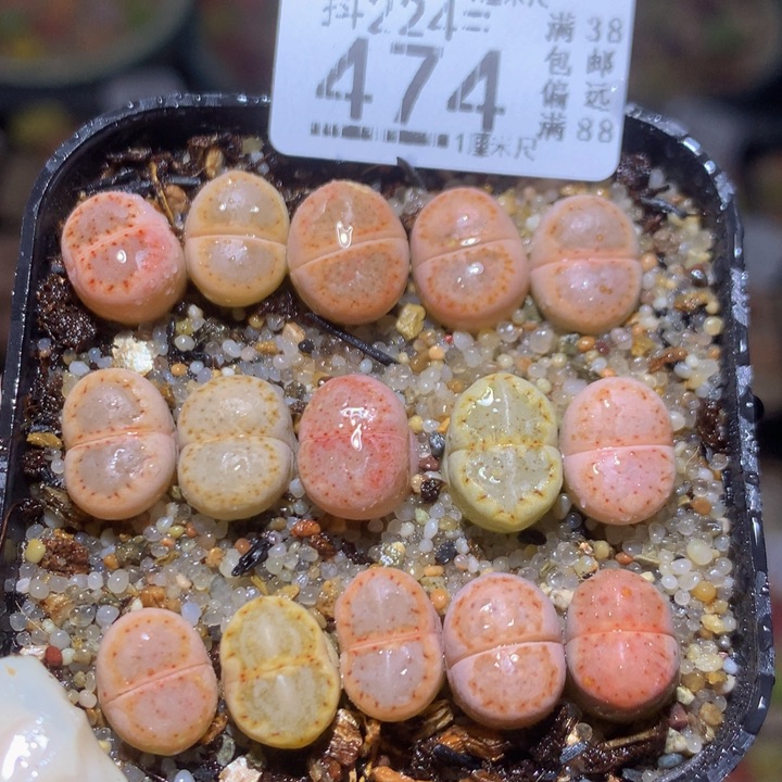 精品生石花224.474饼干