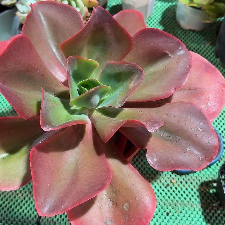 洒杯玫瑰多肉植物提取