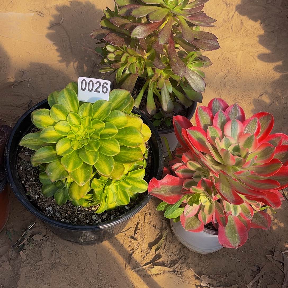 多肉植物一物一拍0026