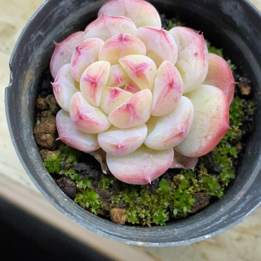 精品多肉一物一拍不包整122