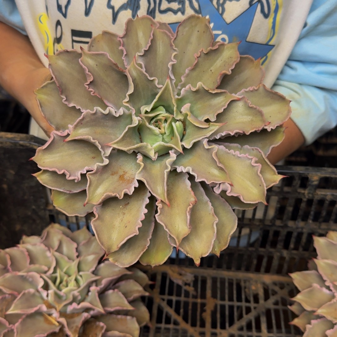 安****饺子皮 一颗 不包损57号